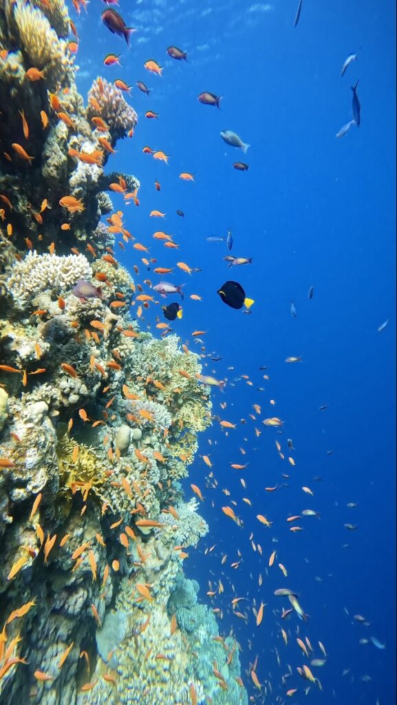 藍洞潛水 Freediving