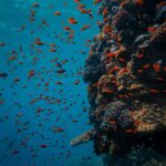 underwater, coral, fish