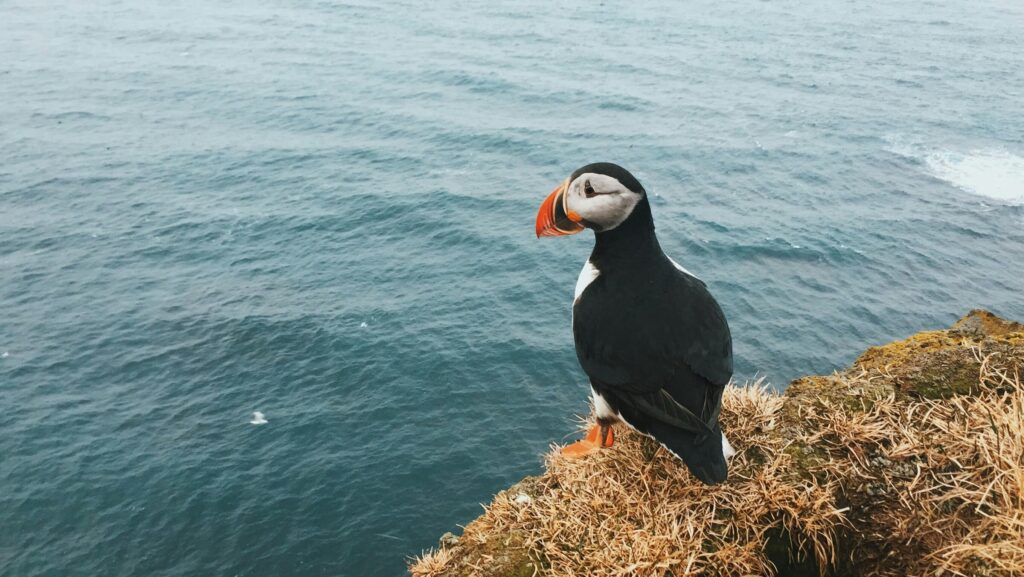 冰島國鳥 海鸚鵡